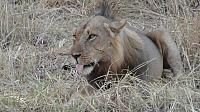 Evening Game Drive, South Luangwa