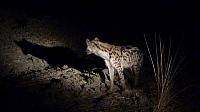 Evening Game Drive, South Luangwa