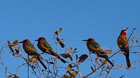 Zambezi Bootstour, Bee Eaters