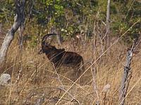 Game Drive im Kafue, Rappen-Antilope