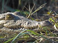 Zambezi Bootstour, Zimbabwe-Seite