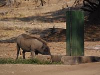 Mana Pools NP