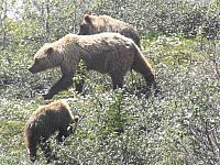 Grizzly-Mutter mit zwei Jungen beim Beeren fressen