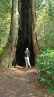 Im Redwood National Park