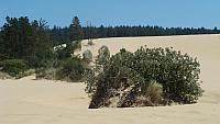 Oregon Dunes State Park