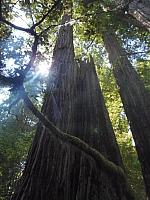 Kaum Sonnenlicht im Redwood National Park
