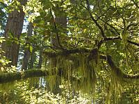 Dschungel Redwood National Park