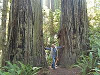 Im Redwood National Park