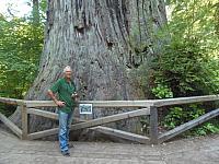 Redwood National Park: Beim Big Tree