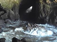 Oregon Coast, Sealions Cave