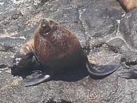 Oregon Coast, Sealion