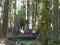 Olympic National Park