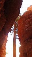 Baumriesen im Bryce Canyon