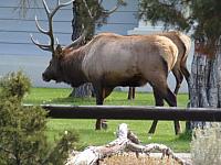 Picknickplatz bei Mammoth Hoth Springs: Wapiti-Hirsch