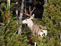 Yellowstone: Hirsch gesichtet!