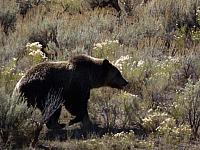 Grizzly bei den Mammoth Hot Springs