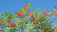 Bären-Beeren auf dem Weg zu den Ptarmigan Falls