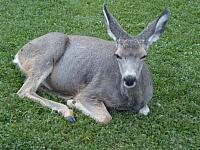 Maultierhirschkuh auf dem Waterton Campground