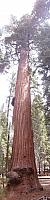 Sequoia, Giant Tree