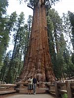 Sequoia, vor dem General Sherman Tree