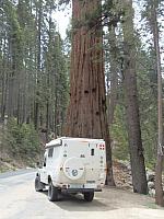 Sequoia, Giant Tree Forest