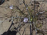 Parque Pan de Azúcar: Trockenes Gestrüpp?