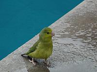 Besuch am Pool in Huanchaco