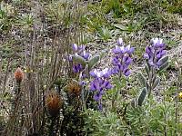 Überall Blumen um den Vulkan Cotopaxi