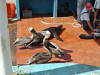 28.2.: Seelöwen und Pelikane streiten sich um die Abfälle am Fischmarkt
