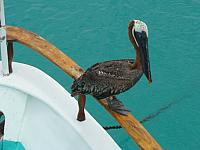 28.2.: Pelikan-Besuch auf der Yacht