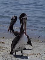 Pelikane am Strand von Paracas