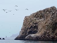 Islas Ballestas: Tausende verschiedene Seevögel