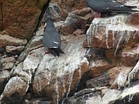 Islas Ballestas: Seltene, schwarze Möwen