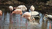 Zerzauste Flamingos auf San Bernardo