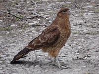 Die "Krähen" auf Tierra del Fuego