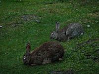 Hunderte von Hasen auf dem Camping Lago Roca