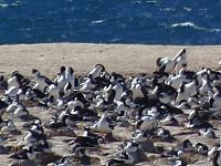 Parque Monte León:  Kormoran-Kolonie