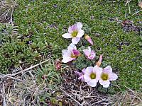 Frühling auf der Tierra del Fuego