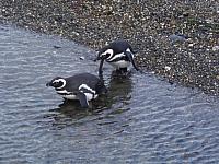 Schnucklige Pinguine am Beagle-Kanal