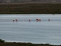 Laguna Nimez, El Calafate