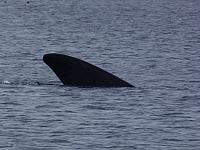 Wale in der Bucht vor Puerto Madryn