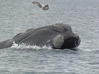 Wale auf 20 m Abstand, Peninsula Valdes