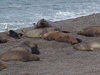 See-Elefanten: Eine Menge Speck am Strand!