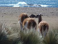 Guanacos bei Cabo dos Bahias