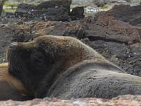 Alleine unterwegs auf Peninsula Bustamante: Diese Seelöwen haben wir ohne fremde Hilfe entdeckt