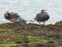 Bahia Bustamante: Endemische Enten-Art